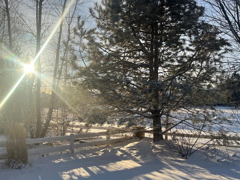 The morning sun shines through trees in Windsor on Jan. 16, after three days cold and snow gripped Colorado.