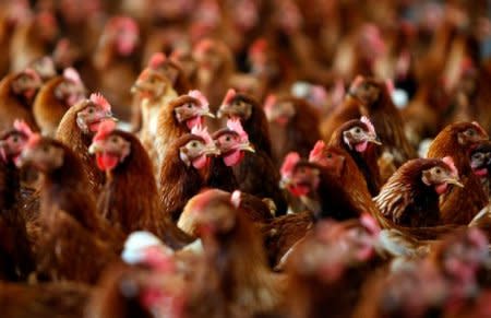 Cage free hens are seen at an egg farm in San Diego County in this picture taken July 29, 2008. REUTERS/Mike Blake/File Photo