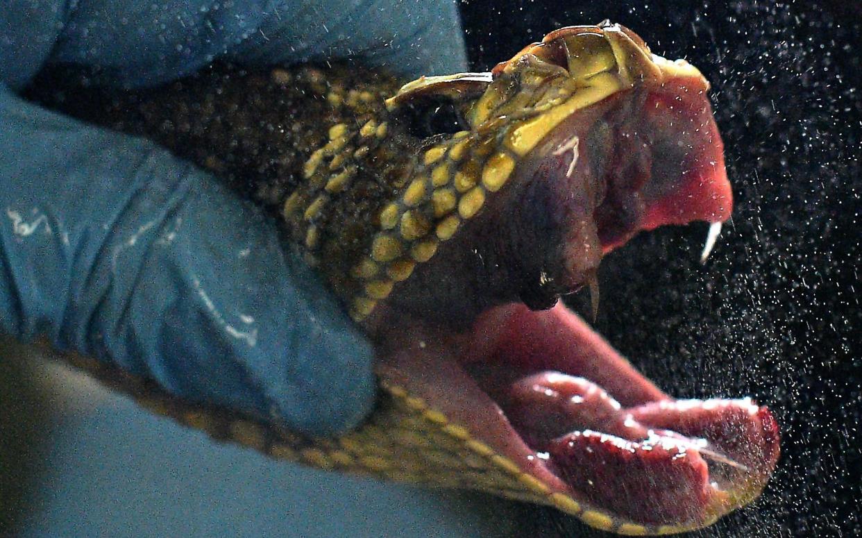 An expert holds a rattlesnake after venom was extracted from it at the Butantan Institute in Sao Paulo, Brazil