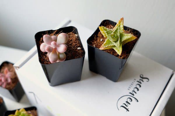 9) Succulent Studios Box