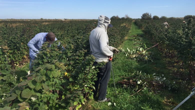 Shades of Steinbeck: Boy, 11, working on B.C. farm exposes child labour issues, says advocate