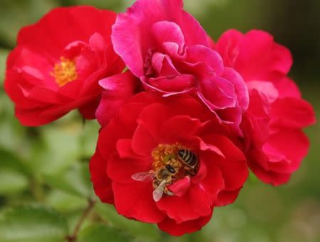 Honeybees collect nectar in a rose garden in Vienna August 27, 2014. REUTERS/Heinz-Peter Bader/Files