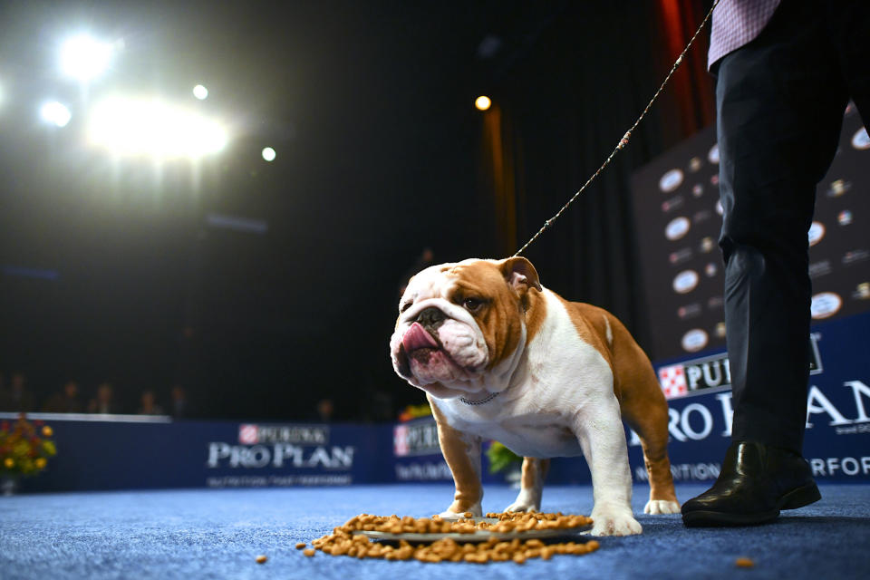 A bulldog named Thor wins Best in Show. (Photo: Mark Makela via Getty Images)