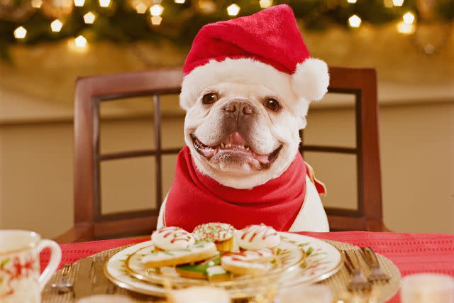 <p>Getty</p> Dog at Christmas table.