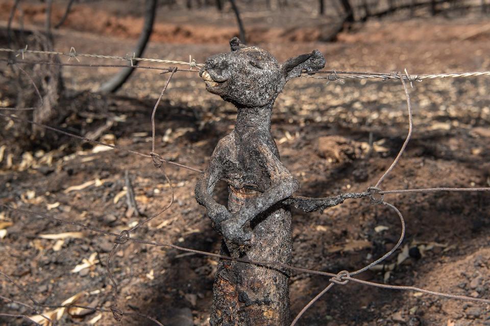 Taken on Jan. 1, 2020, the burnt body of a juvenile kangaroo which became trapped on a fence trying to escape the bush fires in the Adelaide Hills, South Australia. 
