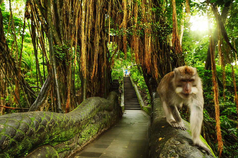 A monkey walks on a bridge in the Monkey Forest in Ubud, Bali, Indonesia