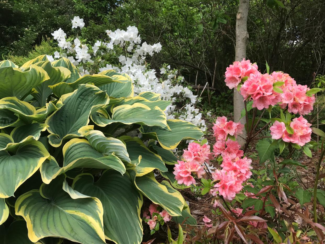 The Azalea Garden at the New Jersey Botanical Garden in Ringwood was filled with colorful blooms and buds, such as the light coral "Pink Twins" on May 20, 2019.