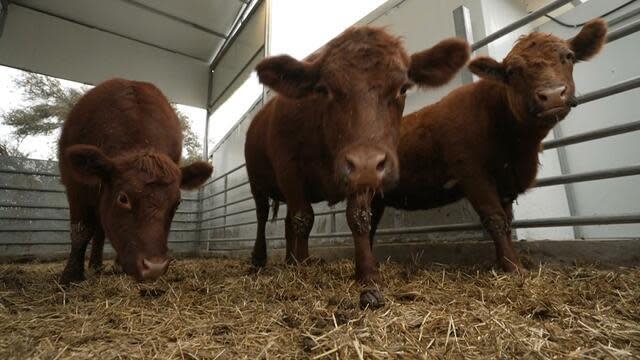 Red heifers, brought to the Israeli-occupied West Bank by Yitshak Mamo of Uvne Jerusalem, a group committed to seeing a new Jewish temple built in Jerusalem's Old City, are seen at his settlement in the West Bank. / Credit: CBS News