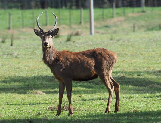 A man has died and a woman is in a critical condition after they were attacked by a deer in regional Victoria. Pictured is a stock image Source: Aussie Farms