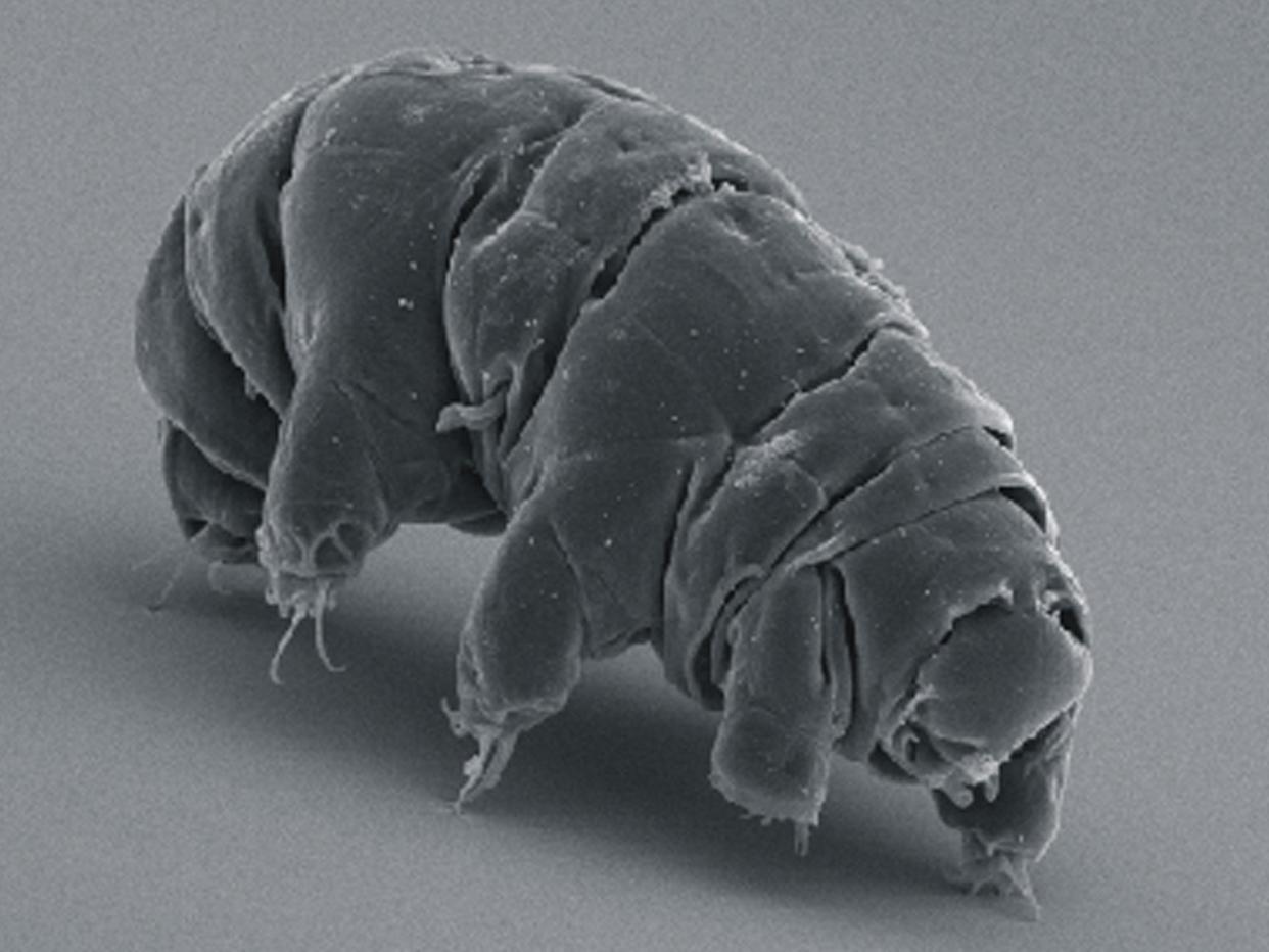 Tardigrades are also known as ‘water bears’ or ‘moss piglets’ (Wikipedia)