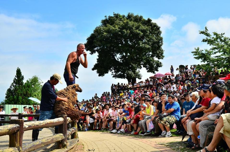 台灣動物平權促進會強調，動保團體反對的不是剃羊毛，而是綿羊秀。（翻攝自清境農場官網）