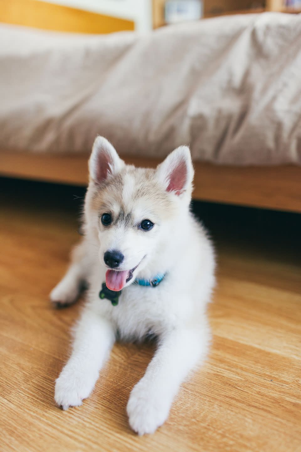 Pomsky