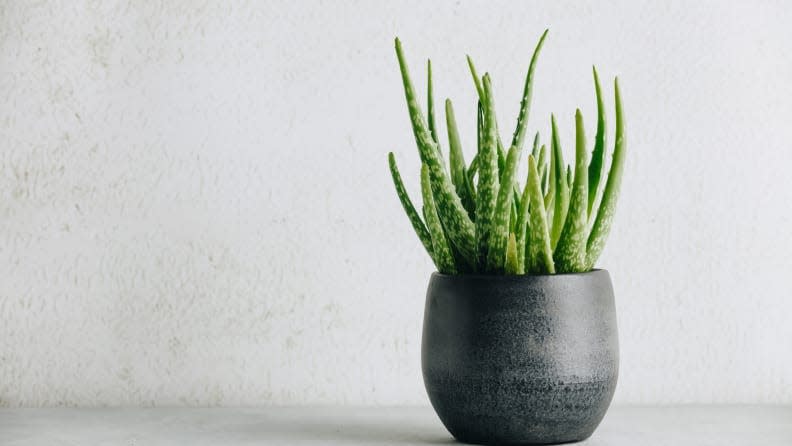 Aloe vera plants can be easy to grow in smaller indoor spaces as long as sunlight is available.