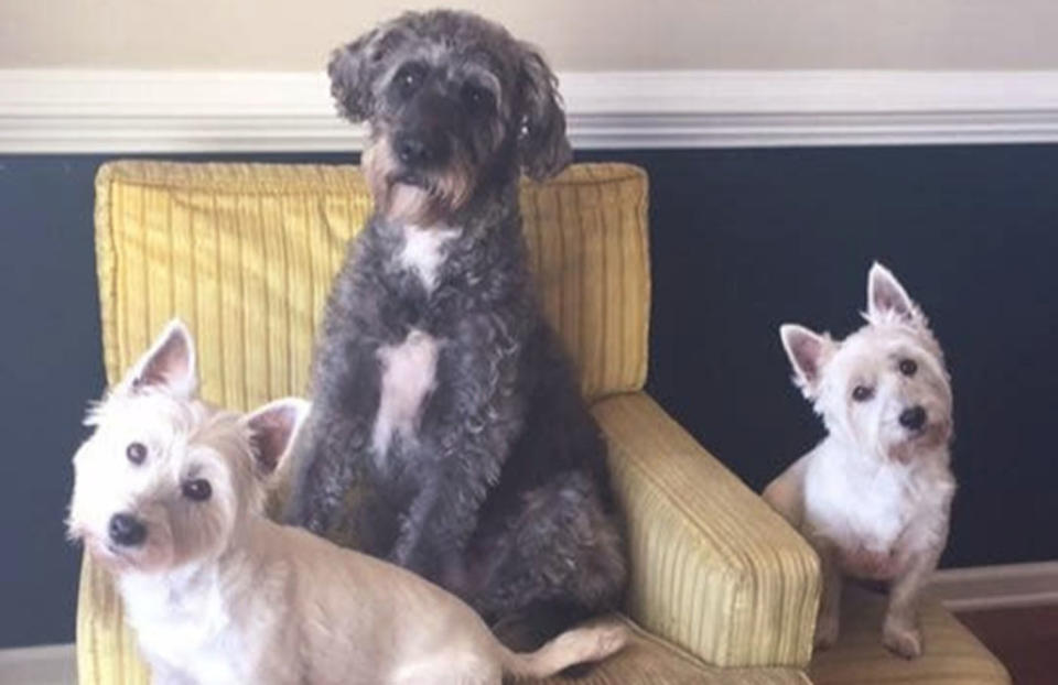 Pictured are Abby, Izzy, and Harpo who all died within a day of playing at a North Carolina pond contaminated with poisonous blue-green algae. 