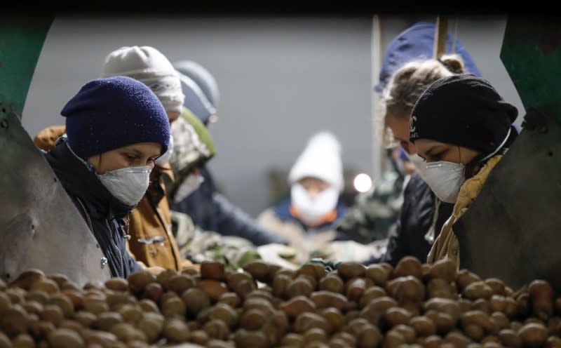 Employees wearing protective masks process potatoes in a vegetable storage in Vinsady