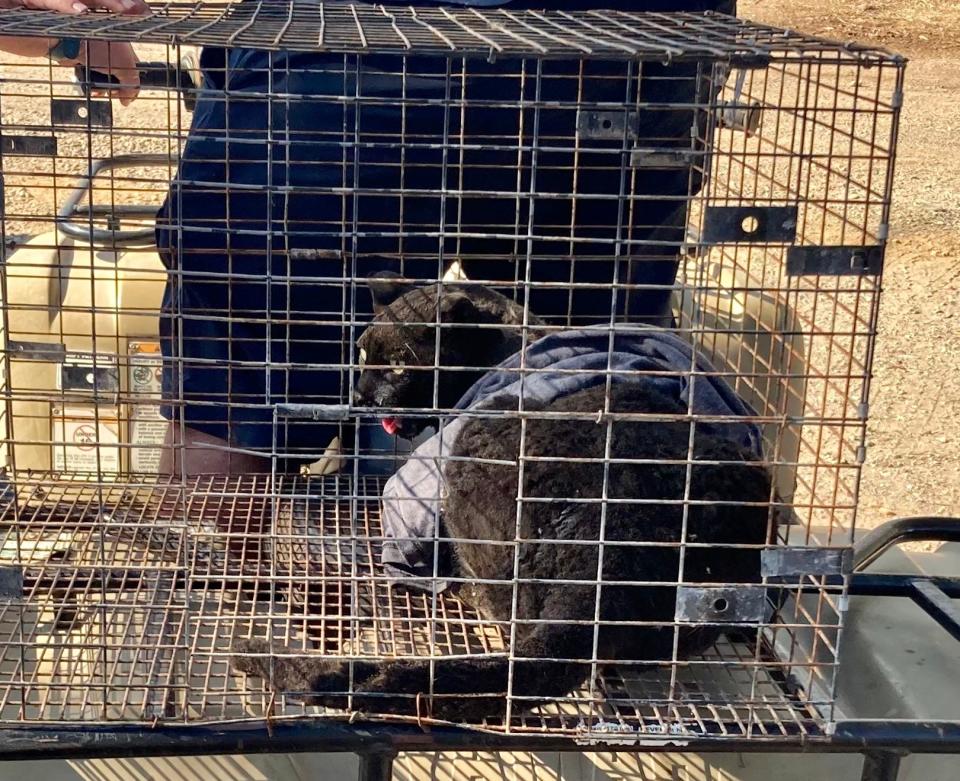 Cuddles the cat was rescued from a home on Peter Pan Gulch Road during the Peter Fire on Thursday, July 14, 2022.