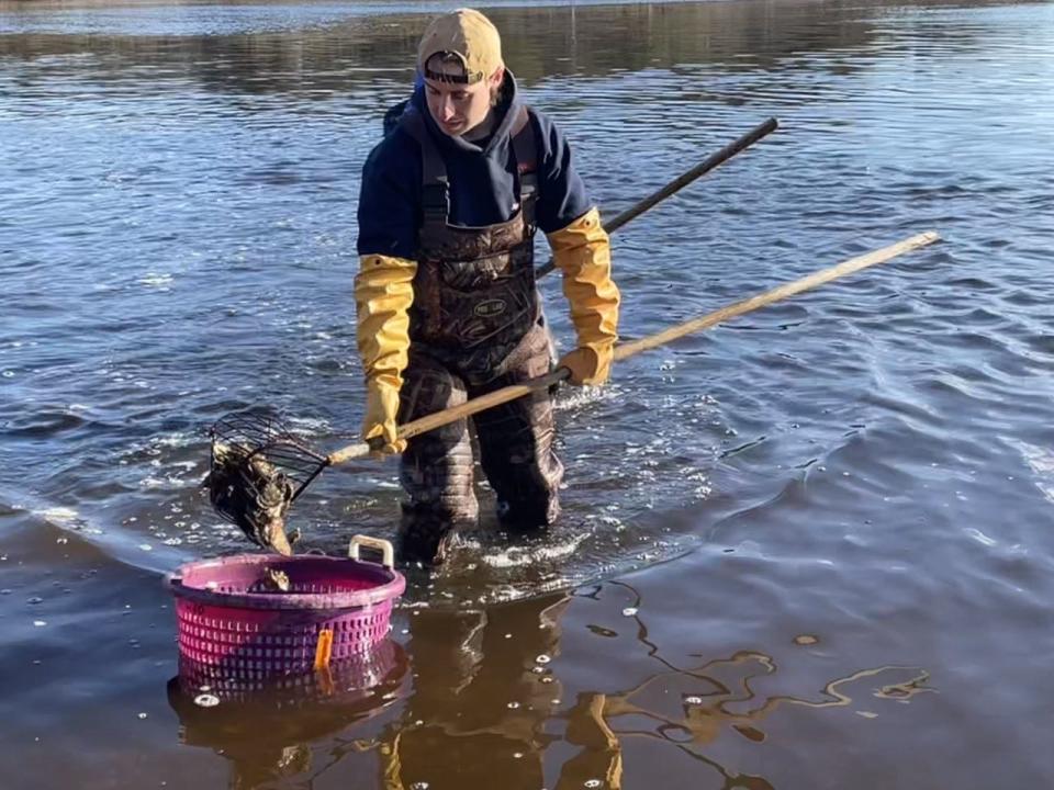 AmeriCorps Cape Cod member Will Longo collects wild oysters Saturday morning at the Chequessett Neck dike in Wellfleet. A bed of the wild shellfish was moved because of upcoming construction at the dike.