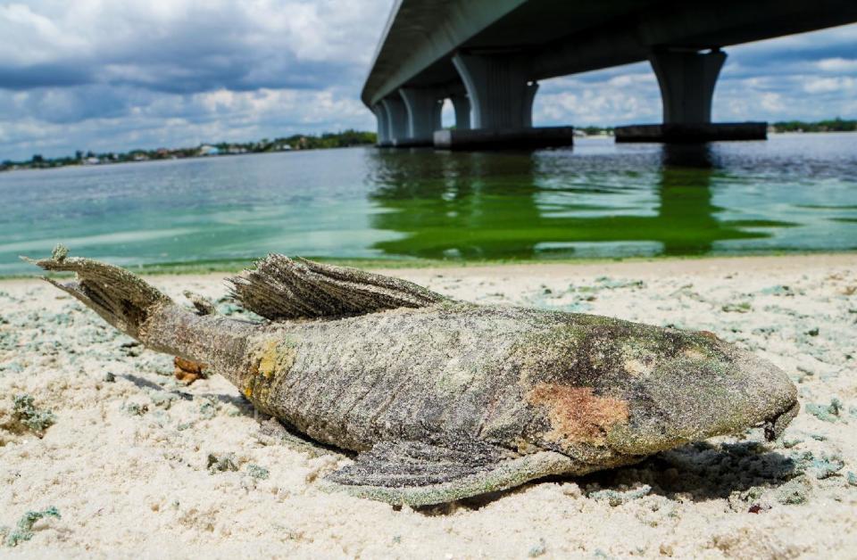 Guacamole-thick algae spoils Treasure Coast beaches