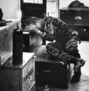In a supply shack, hands covering his face, an exhausted, worn James Farley gives way to grief. (Larry Burrows—Time & Life Pictures/Getty Images) <br> <br> <a href="http://life.time.com/history/vietnam-war-one-ride-with-yankee-papa-13/#1" rel="nofollow noopener" target="_blank" data-ylk="slk:Click here to see the full collection at LIFE.com;elm:context_link;itc:0;sec:content-canvas" class="link ">Click here to see the full collection at LIFE.com</a>