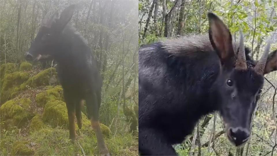 姜子牙坐騎「霸王神獸四不像」真實存在？靈性身影全被拍真面目曝光