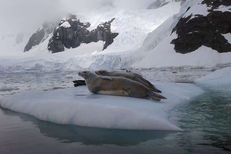 Focas cangrejeras descansando sobre hielo flotante