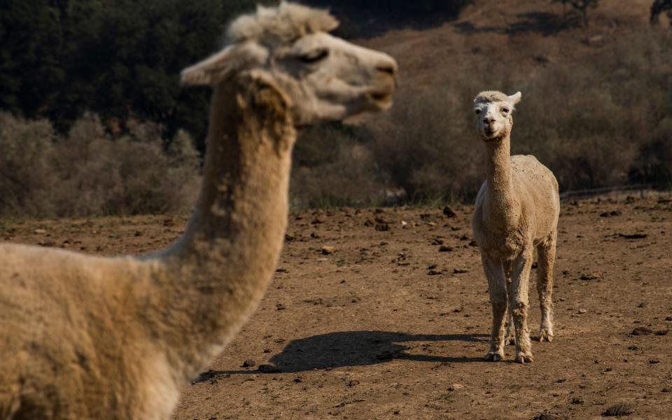 Alpacas roam a dirt field at a farm in California, 2019