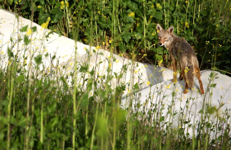 A coyote makes it way on vacant land recently purchased by the Anahuacalmecac International University Prep.