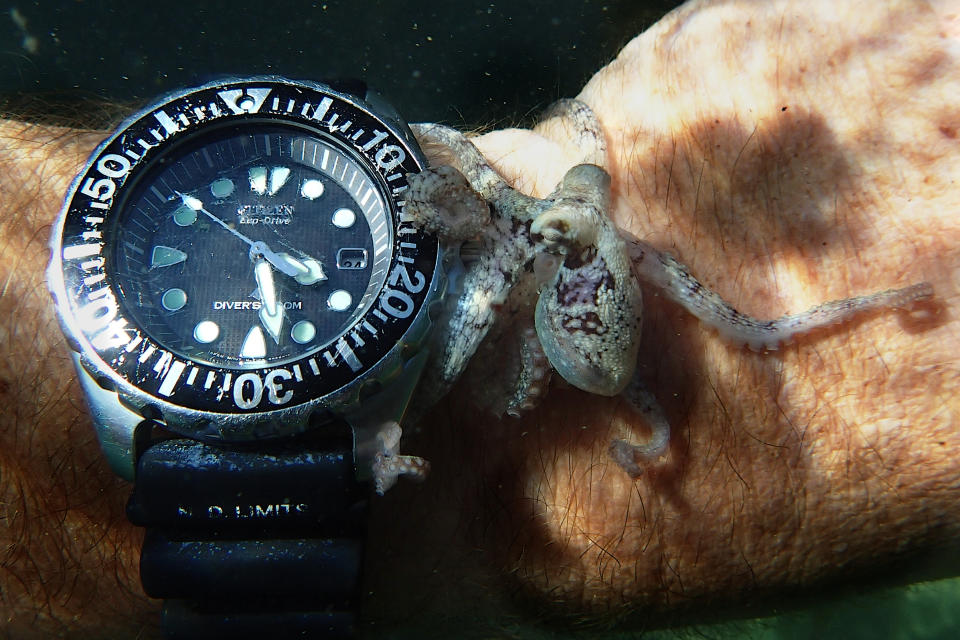 A baby octopus alights on Craig Foster's wrist. (Craig Foster / Copyright The Sea Change Project)