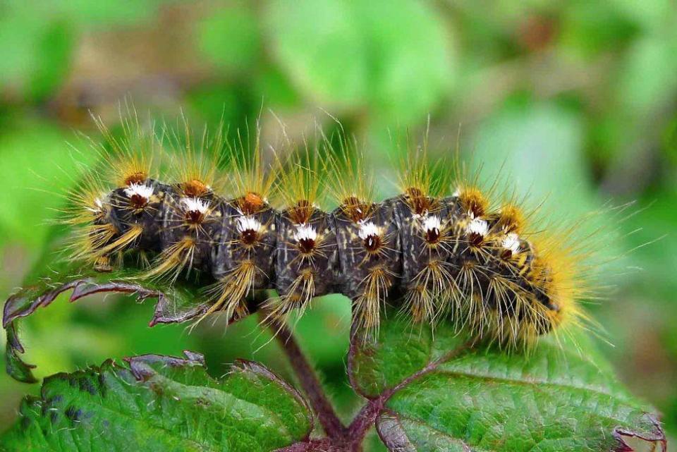 Close-up view of Browntail moth caterpillar on a leaf. / Credit: State of Maine Department of Health and Human Services