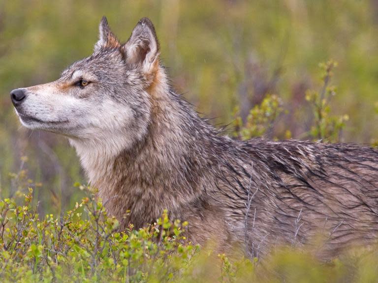 Wolf escape: Torak 'was let out deliberately' before running harmlessly through field of sheep, says keeper