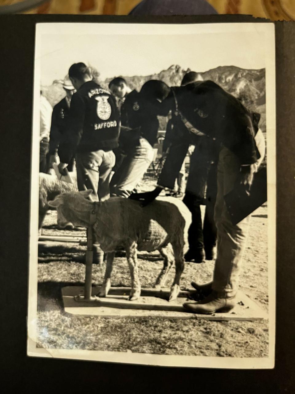 A photo of Elmo Dees judging a livestock show in high school.