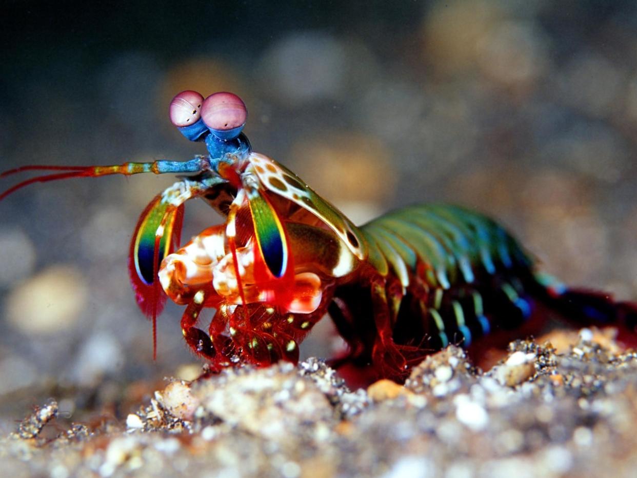 Peacock mantis shrimps are sometimes kept in aquariums, but they are powerful predators equipped with hammer-like appendages that they can use to smash their prey: Getty Images