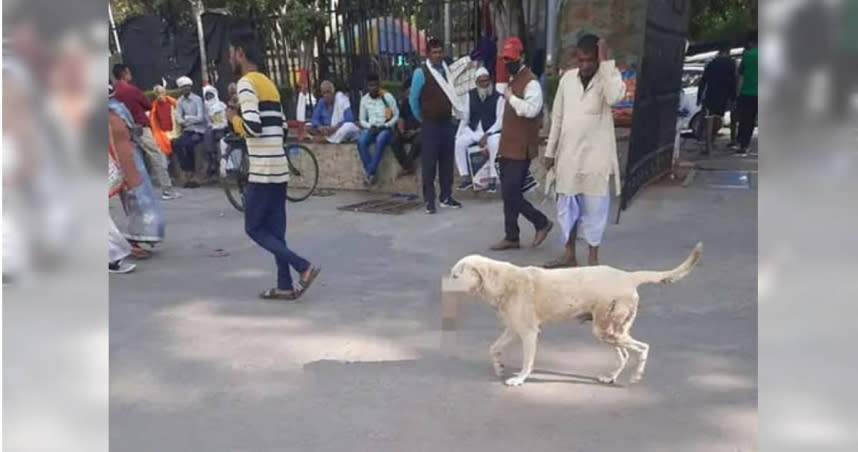 印度北方邦首府勒克瑙市（Lucknow）一隻流浪狗日前叼著一隻「人類斷手」，在當地喬治國王醫科大學百年醫院（King George Medical University）內亂竄。（圖／Twitter／@INCUttarPradesh）