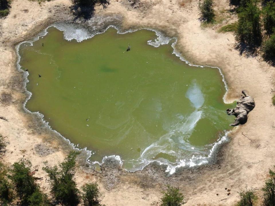 Botswana elephant deaths