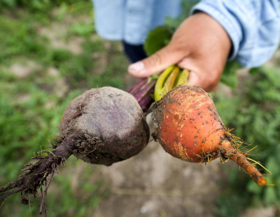 Vang Xiong holds a regular beet and a golden beet grown on his and Vang ThaoÕs farm Tuesday, July 9, 2024, at 4615 Pleasant Hill Road in Richfield, Wis. Thao and Xiong are apart of the Wisconsin's Local Food Purchase Assistance Program which helps small farmers grow their business by contracting them with food pantries to provide fresh local produce. Some of the items they give to the Hunger Task Force are green beans, tomatoes, bell peppers, kale and cabbage.