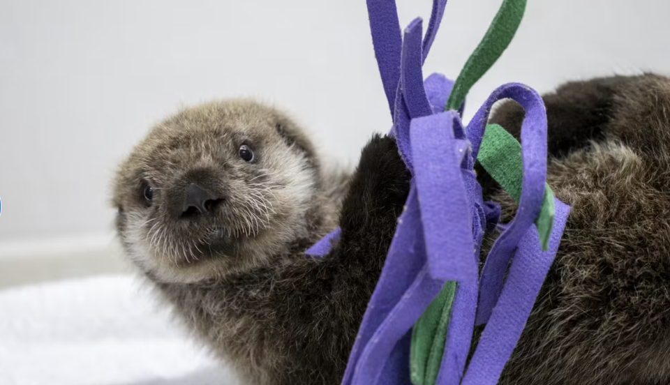 An 8-week-old sea otter pup gets a second chance at life at the Shedd Aqaurium in Chicago. / Credit: Courtesy Shedd Aquarium