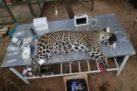 An adult female jaguar named Amanaci receives stem cell treatment on her paws after burn injuries during a fire in Pantanal, at NGO Nex Institute in Corumba de Goias