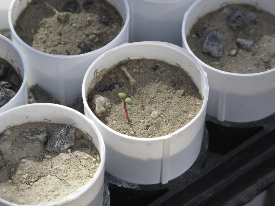 Tiny stems of Tiehm's buckwheat are pictured growing in a greenhouse at the University of Nevada, Reno in this photo taken on Feb. 10, 2020 in Reno, Nevada. The research is being funded by an Australian mining company that wants to mine lithium in the high desert 200 miles southeast of Reno, the only place the rare wildflower is known to exist in the world. UNR researchers are studying whether they can transplant the plant or seeds germinating in the greenhouse to the desert to bolster the native population. (AP Photo/Scott Sonner)