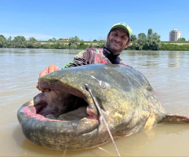 Largest cobia EVER caught - 141-pound (64-kg) on hook and line