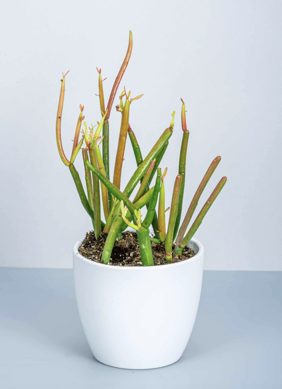 Pencil Cacti with green and red in white pot against blue backdrop