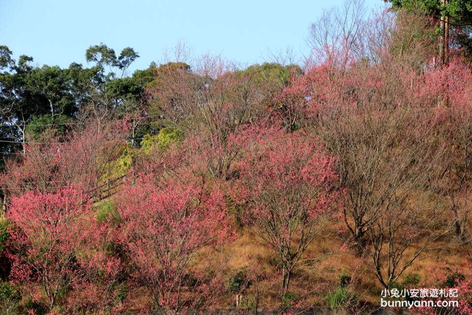 獅潭協雲宮，山林間的紅粉櫻花谷