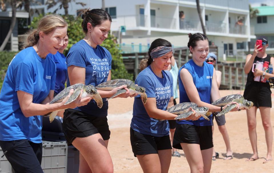 Florida Aquarium team members carry four green turtles to release back into the Atlantic Ocean, Wednesday June 26, 2024 at the Standish Drive beach access ramp in Ormond Beach.