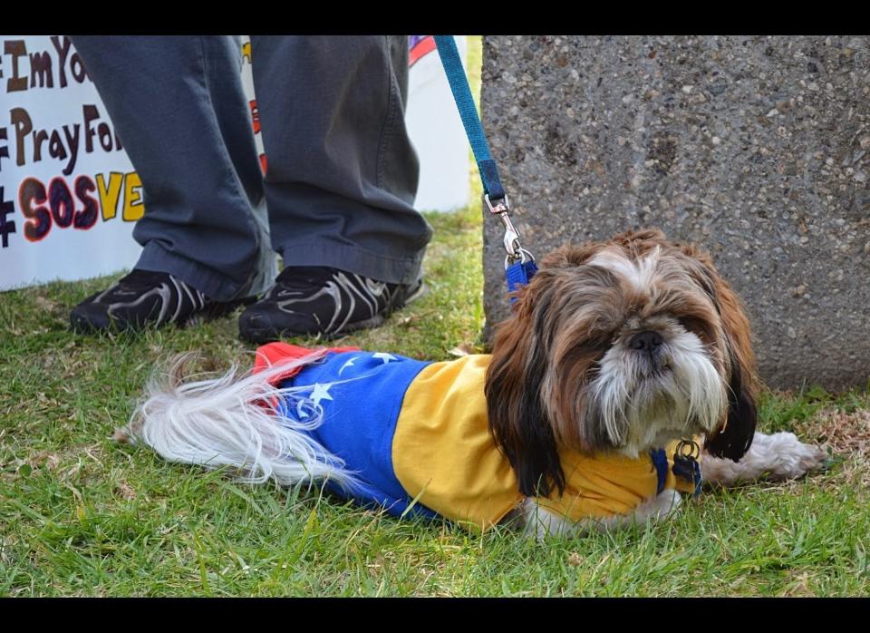 One of several dogs present at the Los Angeles, California demonstration was outfitted in the Venezuelan flag.