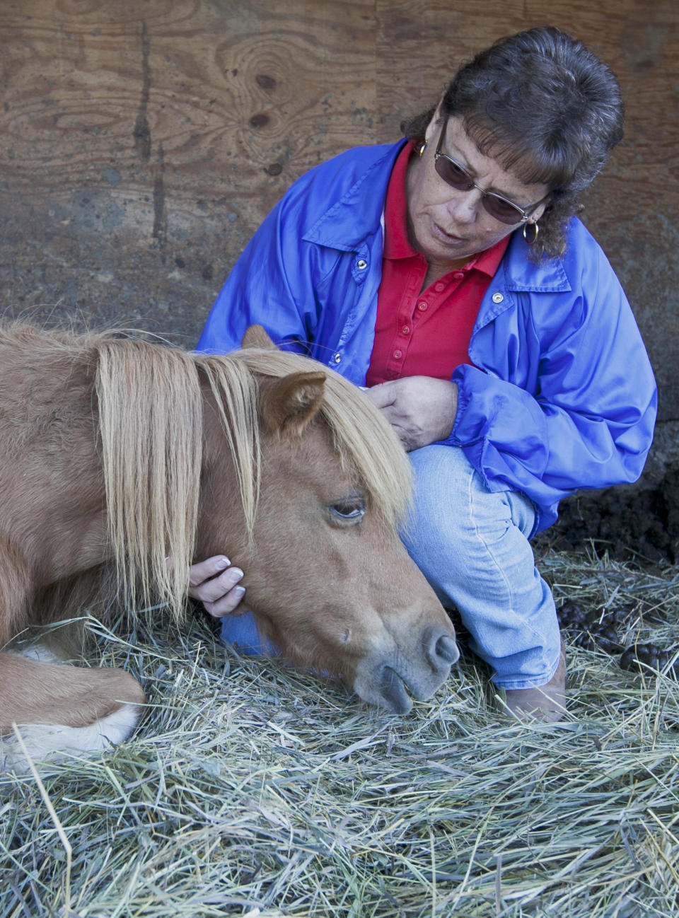 Genea Stoops who runs Hooves & Paws Rescue of the Heartland, tends to Buttercup, a twenty-year-old miniature horse she shelters in Glenwood, Iowa, Friday, Aug. 17, 2012. Because of drought, little but stubble is left on pastures, and hay prices have soared, forcing some owners who can no longer afford to feed their horses to abandon them on the doorstep of animal rescue operations such as the Stoops' .(AP Photo/Nati Harnik)