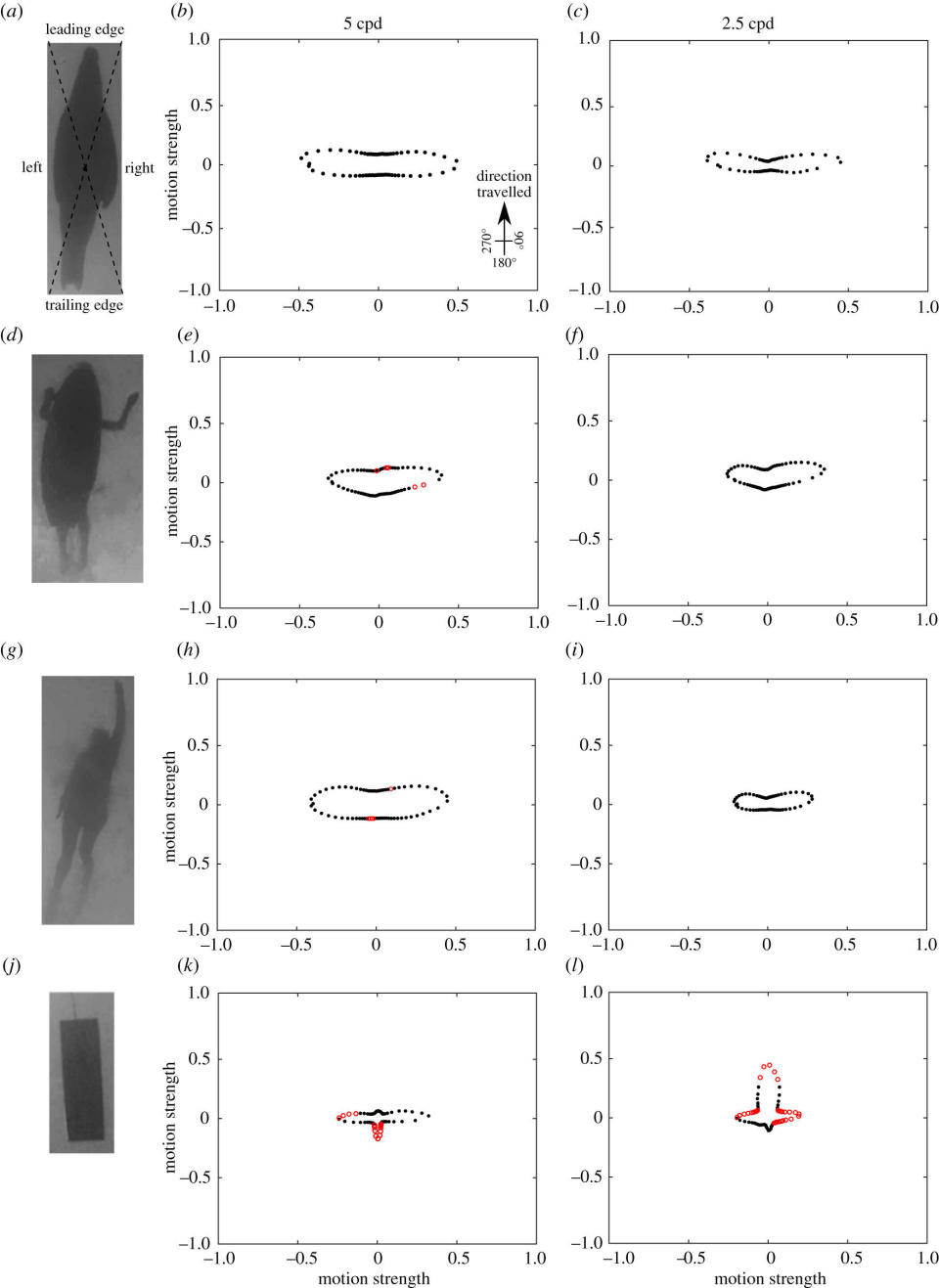 Direction and strength of motion cues from the 2DMD model of (a–c) a pinniped swimming, (d–f) a human paddling a surfboard, (g–i) a human swimming and (j–l) a rectangular float towed through the water. Modelling was performed assuming a spatial resolving power of either 5 cpd (b,e,h,k) or 2.5 cpd (c,f,i,l). Red open dots indicate angle vectors that were significantly different from the pinniped and black dots were not significantly different. Units are an arbitrary scaling value. Dashed lines on (a) show the division of the object for analysis of the different 'faces'. Only the rectangular float differed from the pinniped at 2.5 cpd. / Credit: A shark's eye view: testing the 'mistaken identity theory' behind shark bites on humans