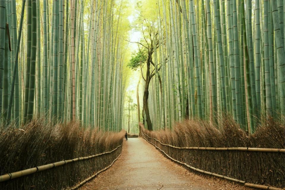 Arashiyama Bamboo Forest in Kyoto, Japan