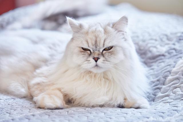 american longhair cat grey