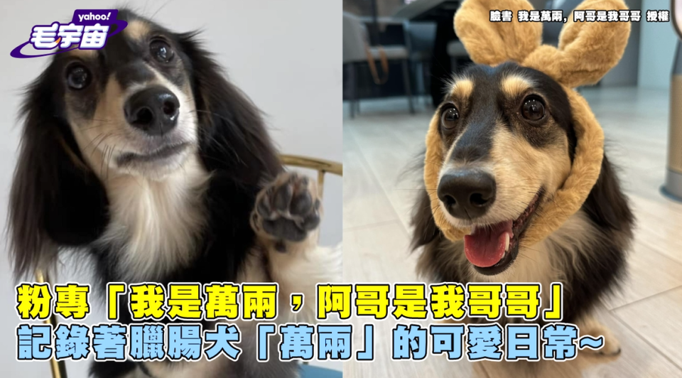 臘腸犬學「招財貓」自動加戲！超逼真喵叫網驚：內建貓魂