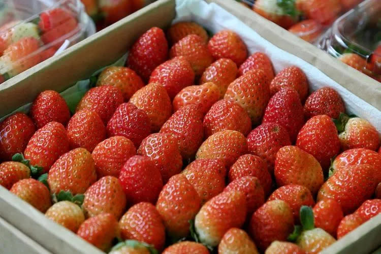 <strong>日本進口草莓受台灣民眾喜愛，但因農藥殘留問題，屢次遭邊境攔截！（示意圖／photoAC）</strong>