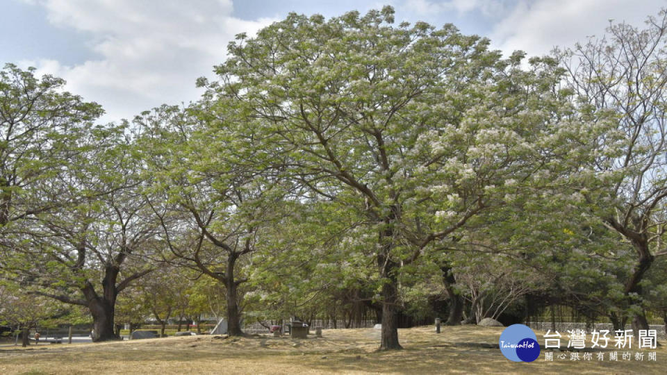 ▲高市府這幾年來在各公園、道路、綠地、校園等處栽植為數不少的楝樹，散發陣陣香氣。（圖／記者 許高祥 翻攝）